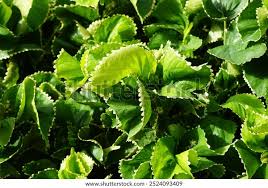 Image result for Acalypha volkensii