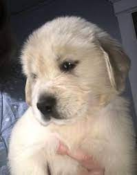The reason is due to the lack of golden retrievers who need our help domestically. English Golden Retrievers Puppy For Sale Adoption Rescue For Sale In Waterbury Connecticut Classified Americanlisted Com