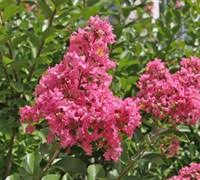 Image result for Hippocratea indica
