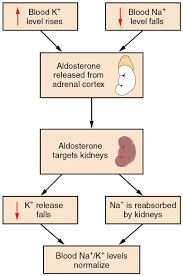Image result for Aldosterone