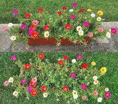 Other than the occasional need for water, potted portulaca care is minimal. å¤ªé˜³èŠ± Moss Rose Wonderful Flowers Portulaca Flowers Beautiful Flowers