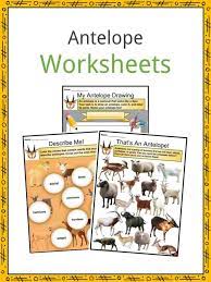 While those native american groups differed greatly from one another, they all performed rituals and ceremonies, songs and dances, that brought back to mind and heart memories of the ancestors who had come before them and given them their place on earth. Antelope Facts Worksheets Habitat Species History For Kids