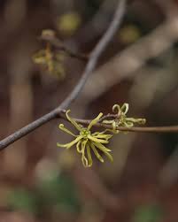 Image result for Hamamelidaceae