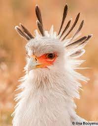 ilna booyens secretary bird on the lookout vogel als haustiere hubsche vogel seltene vogel