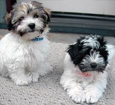 If you are unable to find your havanese puppy in our puppy for sale or dog for sale sections, please consider looking thru thousands of havanese dogs for adoption. Havanese Dogs For Sale Petfinder