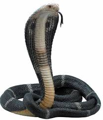 Lifelike King Cobra Snake Sculpture Stu Home Aawu75184aa In 2021 King Cobra Snake Cobra Snake Snake