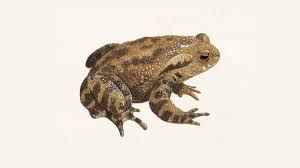 Aquatic frogs such as the leopard frog(rana pipiens) and american bullfrog (rana catesbeiana) and yet the frogs do not die. Common Toad Where Toads Live And How They Mate The Rspb