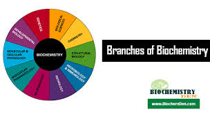 Branches Of Biochemistry Special Guide On Biochemistry