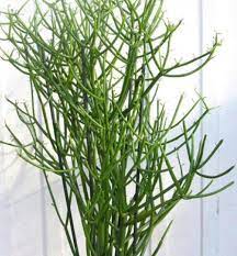 Untuk lebih jelasnya, akan saya jelaskan secara singkat berikut ini: Pokok Tetulang Untuk Patah Bunga Herba Sayur Dan Buah Facebook