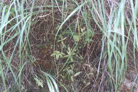 Image result for Disperis reichenbachiana