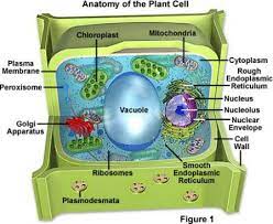 Maybe you would like to learn more about one of these? 20 3d Plant Cell Project Ideas Cells Project Plant Cell Project Plant Cell