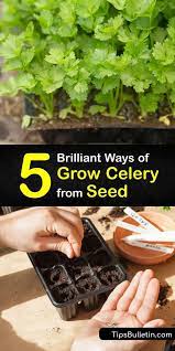 5 Brilliant Ways To Grow Celery From Seed In 2021 Growing Celery Starting Seeds Indoors Vegetables Seeds