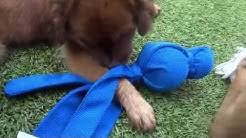 Check spelling or type a new query. All Pets Vet Hospital Youtube