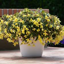 Water regularly, especially during warmer weather, but keep in mind that asters prefer soil that is a bit drier. Easy To Grow Annual Shade Flowers Hgtv