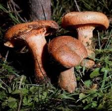 Cosa sono i funghi potenzialmente patogeni? Agarico Botanica Sapere It