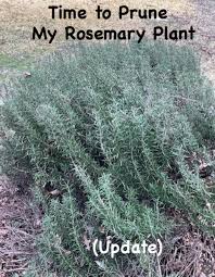 Image result for rosemary pruning