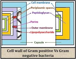 difference between gram positive and gram negative bacteria