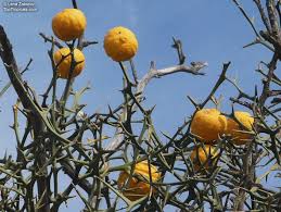 Image result for Citrus trifoliata