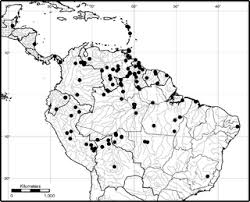 Image result for Triplophyllum protensum