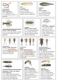 1 snippet from a bug identification chart from virginia