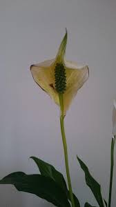 If peace lily leaves turning yellow, the first thing coming to mind is should i remove yellow leaves from peace lily? Ask A Question Forum Peace Lily Spathiphyllum Floribundum Flower Turns Yellow Garden Org