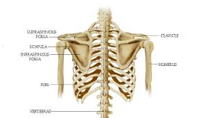The rib cage is a bony structure found in the chest (thoracic cavity). Bodywork For The Rib Cage