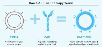 There are different forms of immunotherapy used in. Car T Cell Therapy Cost In India Car T Cell Therapy In India