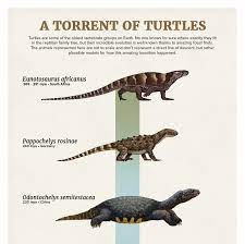 Pappochelys rosinae (schoch and sues 2015, middle triassic), was originally considered a stem turtle, but in the large reptile tree, pappochelys nests with basal placodonts. The Casual Paleoartist Prehistoric Wildlife Prehistoric Creatures Ancient Animals