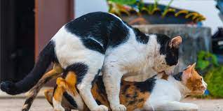 Gambar cara berkembang biak kucing. Kamasutra Satwa Alasan Kucing Sangat Berisik Saat Kawin Halaman All Kompas Com