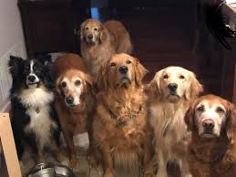 Derps Of All Colors And Ages Golden Dog Golden Retriever Dogs Golden Retriever
