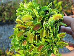 Check spelling or type a new query. List Of Fake Giant Clones Dionaea Carnivorous Plants Uk