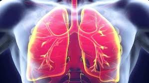 Food For Healthy Lungs: फेफड़ों को हमेशा हेल्दी रखने के लिए इन 5 चीजों को  अपनी डाइट में जरूर करें शामिल! | Food For Healthy Lungs: To Keep The Lungs  Healthy Always