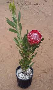 Red Baron Protea Plant Trees To Plant Plants