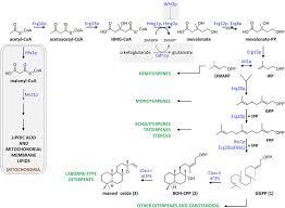 Schematic Representation Of Isoprenoid Biosynthesis Via The