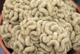 Los cactus son plantas adaptadas a vivir en lugares muy secos, pero de igual manera se reproducen de forma sexual por medio de las flores, que son hermafroditas y muy raras veces los cactus se reproducen de forma sexual, por semillas o asexual por injerto y estacas principalmente. Cactus Cerebro Cuidados Donde Proviene Como Reconocer