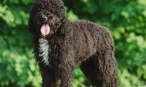 Cat mananca un bebelus oi cat le dati ciopiilor vostri sa manance ? Barbet Intra Aici Daca Vrei Sa Stii Tot Despre Rasa Rasedecaini Ro