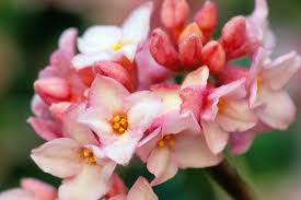 They require little to no pruning and provide four seasons of beauty to the landscape. How To Grow Daphne New Zealand Handyman Magazine