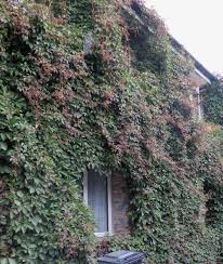 Image result for Parthenocissus