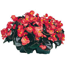 Image result for begonia semperflorens