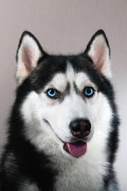 I have blue eyes siberian husky pups. Portrait Happy Emotion Husky Dog Siberian Husky Black And White Color With Blue Eyes Siberianhusky Husky Dogs Siberian Husky Husky