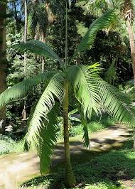 Image result for Dictyosperma