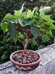 Creative Farmer High Oxygen Producing Tree Asvattha Pipal Seeds For Planting Bonsai Suitable Tree Seeds Pack Amazon In Garden Outdoors
