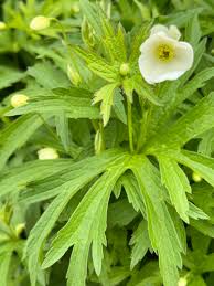 Image result for Nicolasia nitens