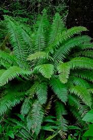 Image result for Polystichum