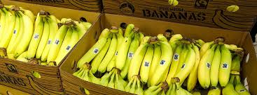 Cavendish bananas are the fruits of one of a number of banana cultivars belonging to the cavendish subgroup of the aaa banana cultivar group. Taugt Biotechnik Zur Rettung Der Banane