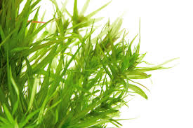 Image result for Blyxa