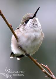Birds Of Central Illinois Hummingbird By Milana Midler Aves Aquaticas Aves De Rapina Aves Marinhas