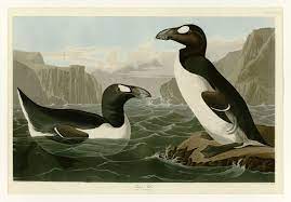 Humans May Be Solely to Blame for the Great Auk's Extinction | Smart News|  Smithsonian Magazine
