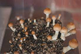 Psychedelic Mushrooms Can Help Ease Anxiety And Depression In Cancer Patients For Years Scientists Believe Clearity Foundation