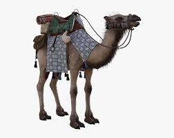 A total of 799 births was recorded. Camel Humps Saddle Animal Egypt Sand Desert Arabian Camel Hd Png Download Transparent Png Image Pngitem